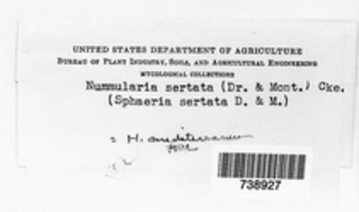 Biscogniauxia mediterranea image